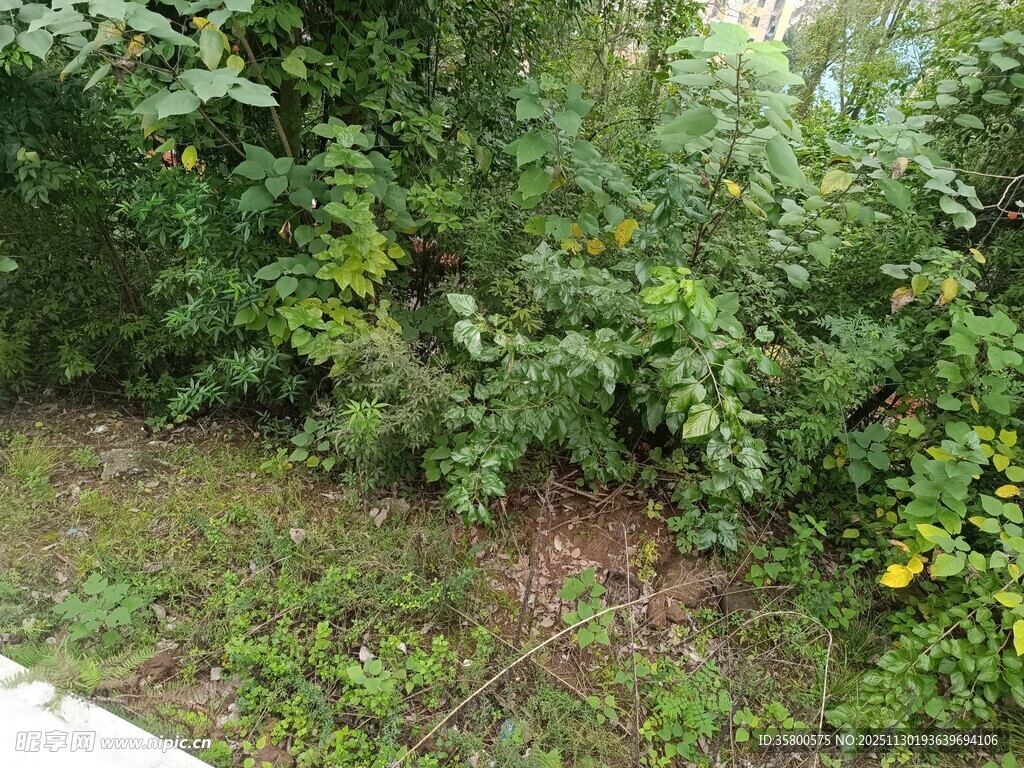 路边繁茂绿植景观