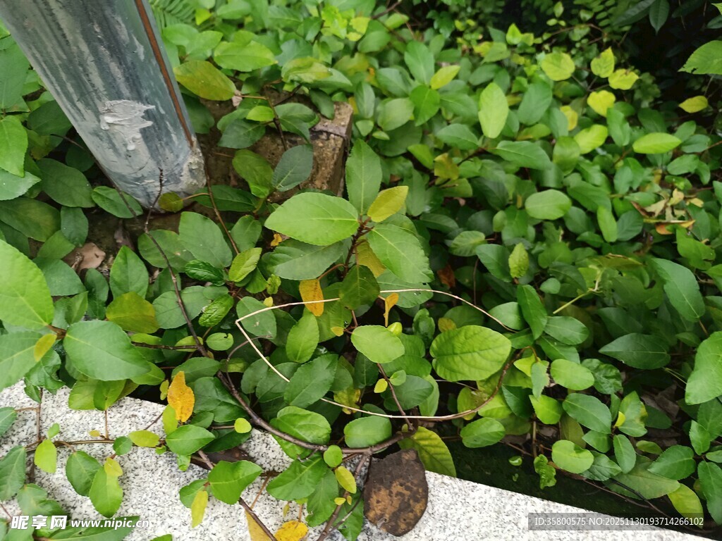 绿叶繁茂的植物景观
