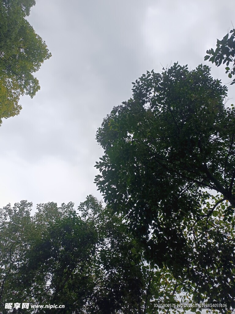 仰视茂密树林树冠