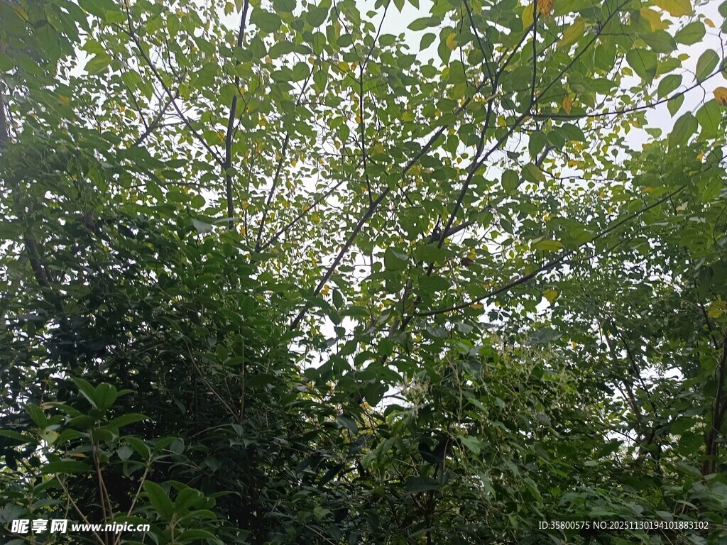 繁茂树林中的葱郁枝叶