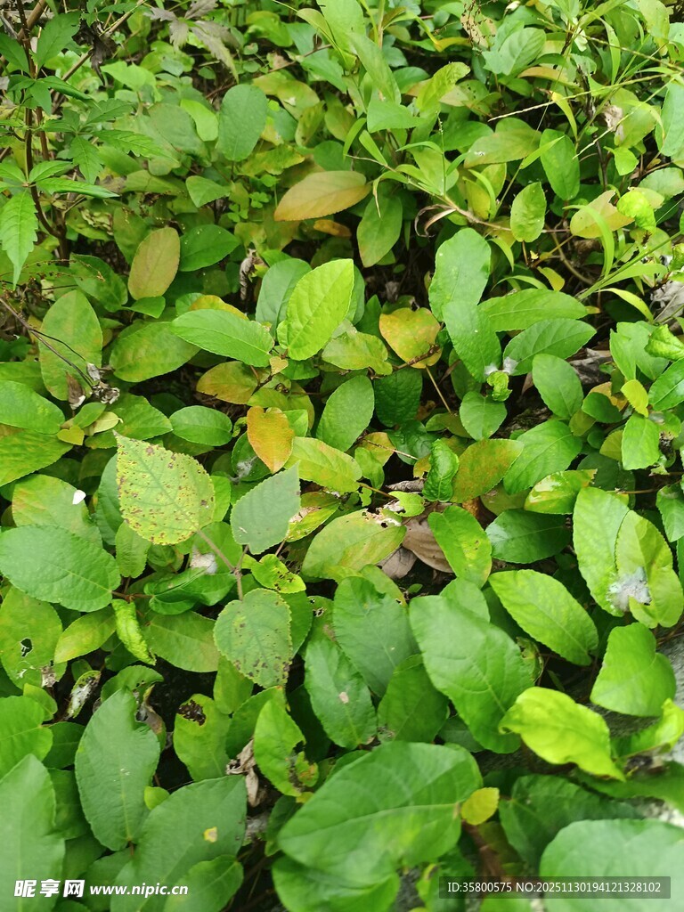 翠绿繁茂的水生植物