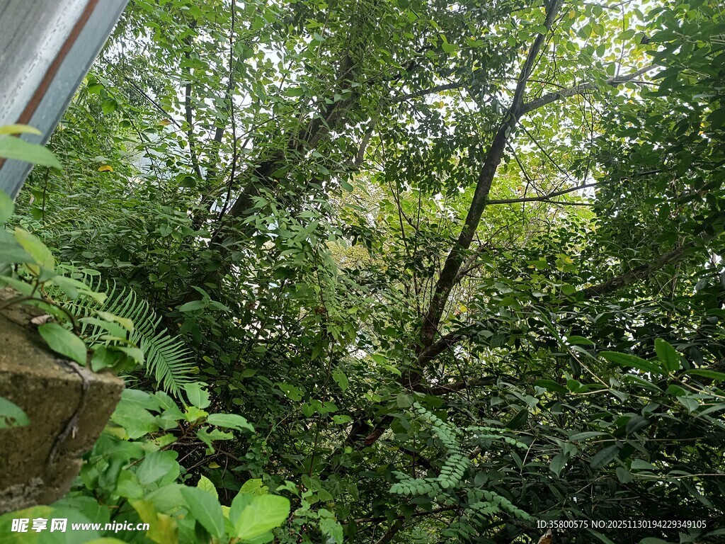 茂密丛林中的繁茂绿植