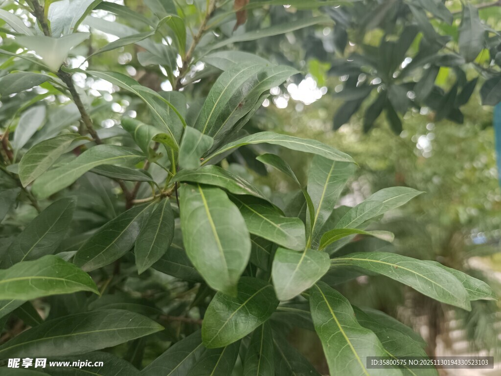 绿叶繁茂的植物景观