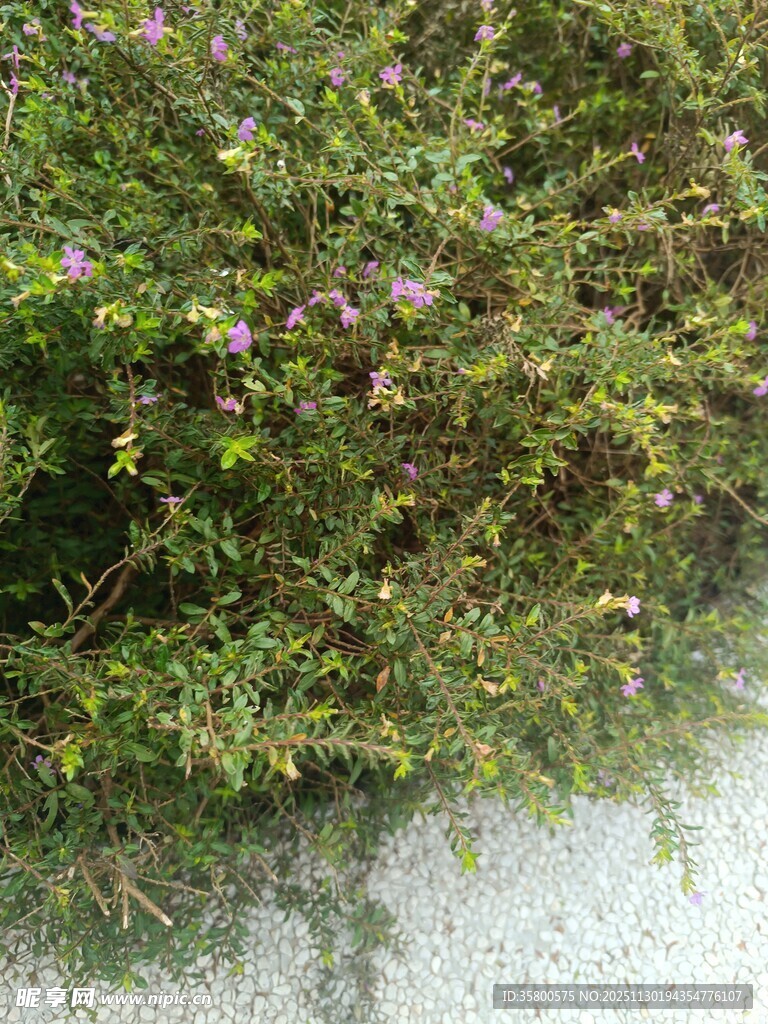 绿叶间点缀着零星小花