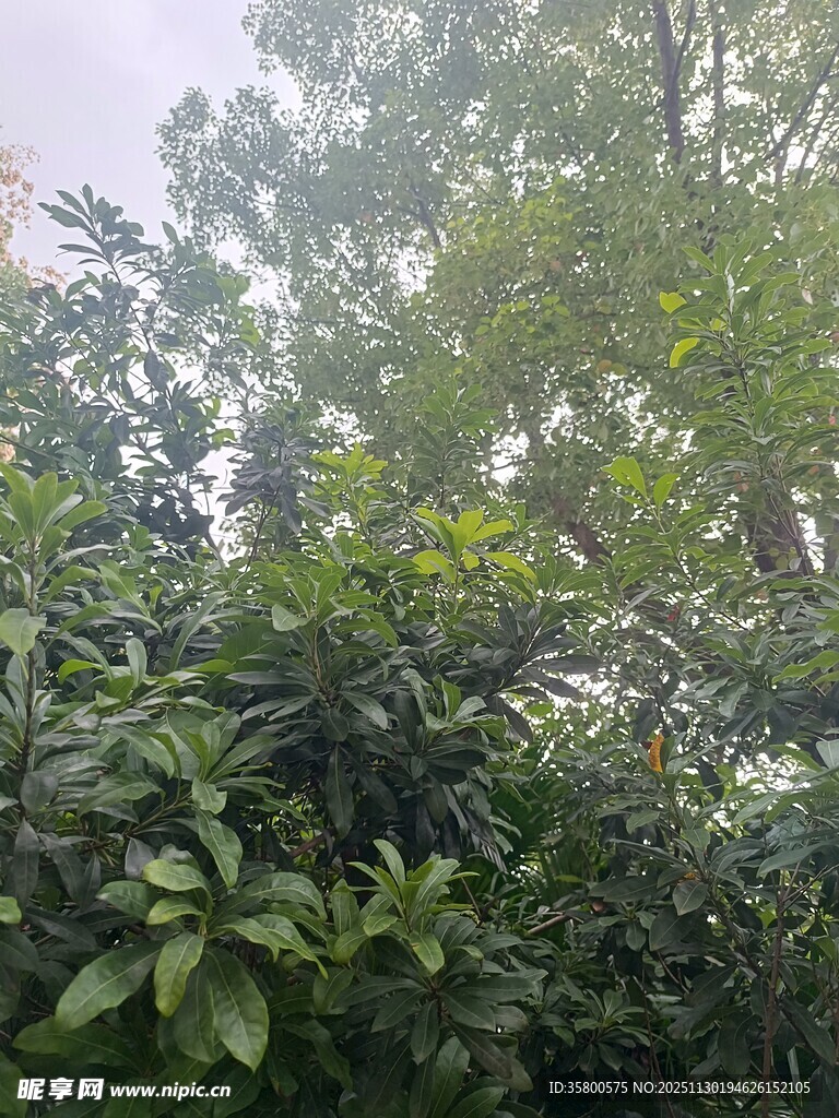 繁茂绿植景观