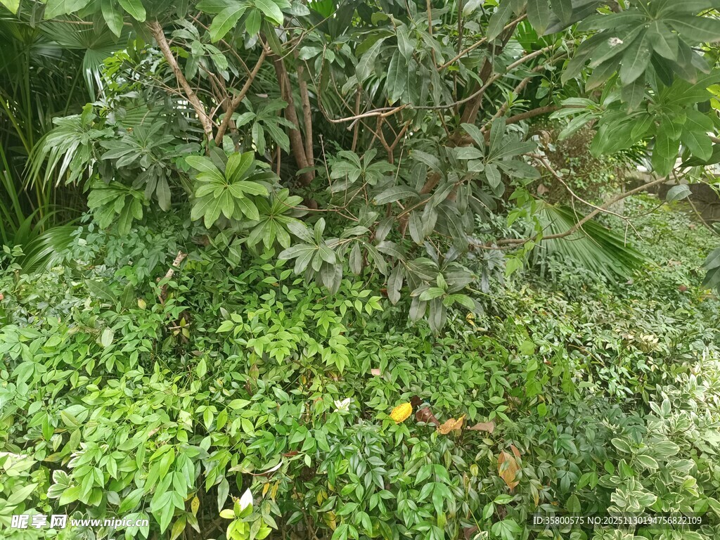 繁茂绿植景观
