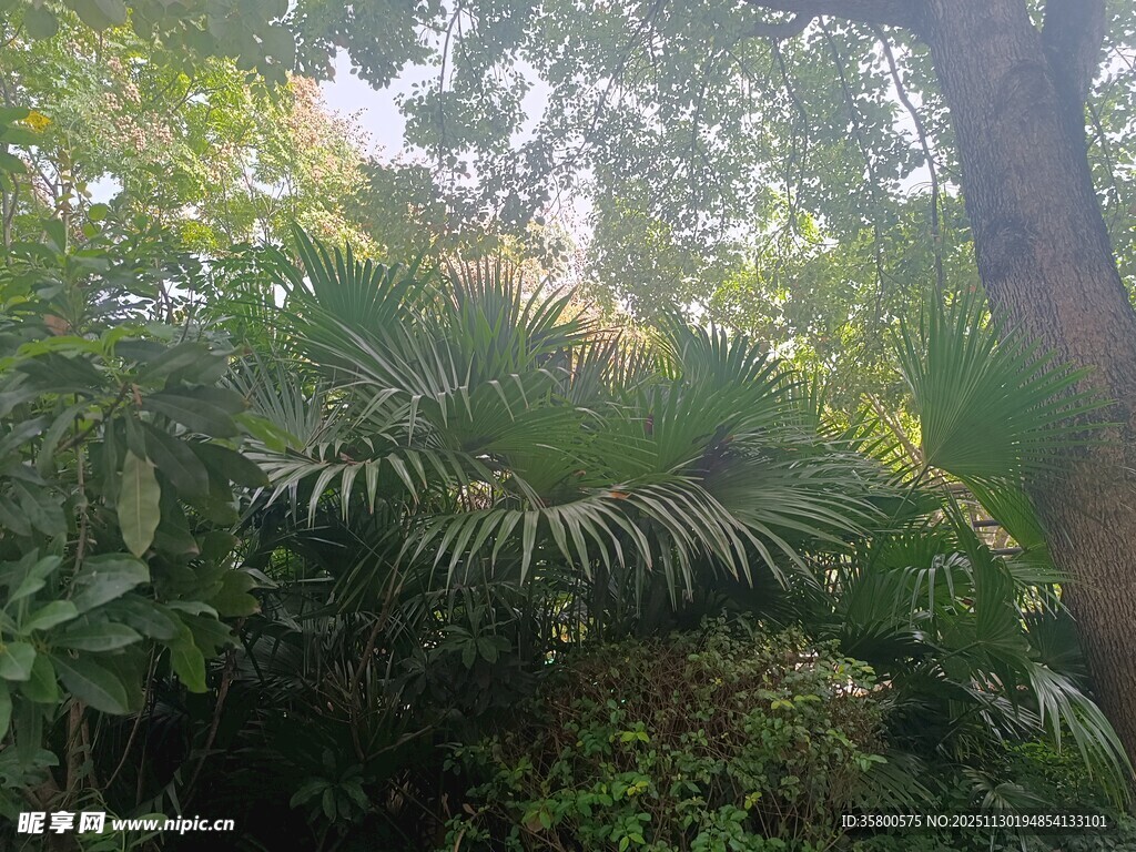 茂密丛林中的繁茂绿植