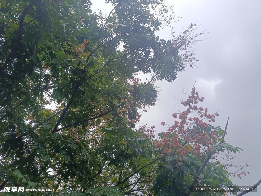 枝叶间的天空景象