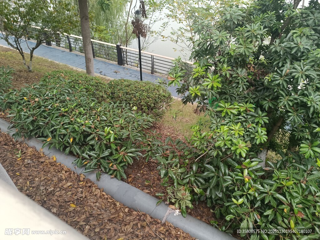 城市绿化带景观一角