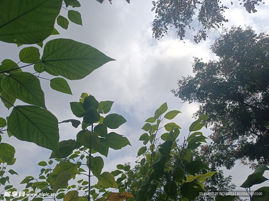 仰视绿叶与天空的景致