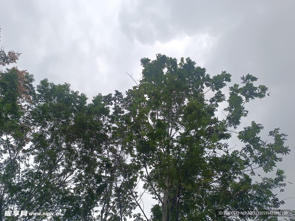 仰视茂密绿树与天空