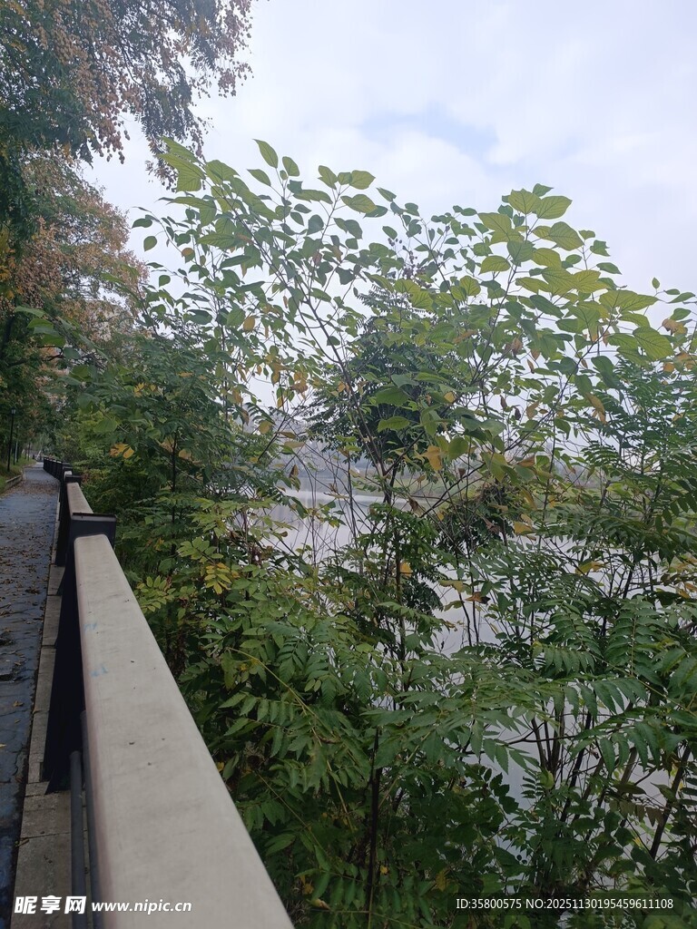 阳台外的繁茂绿植景观