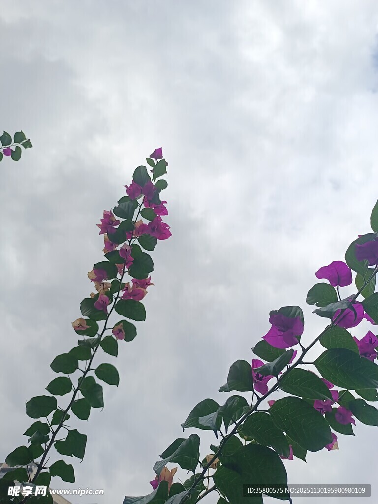 绽放的紫花与绿叶