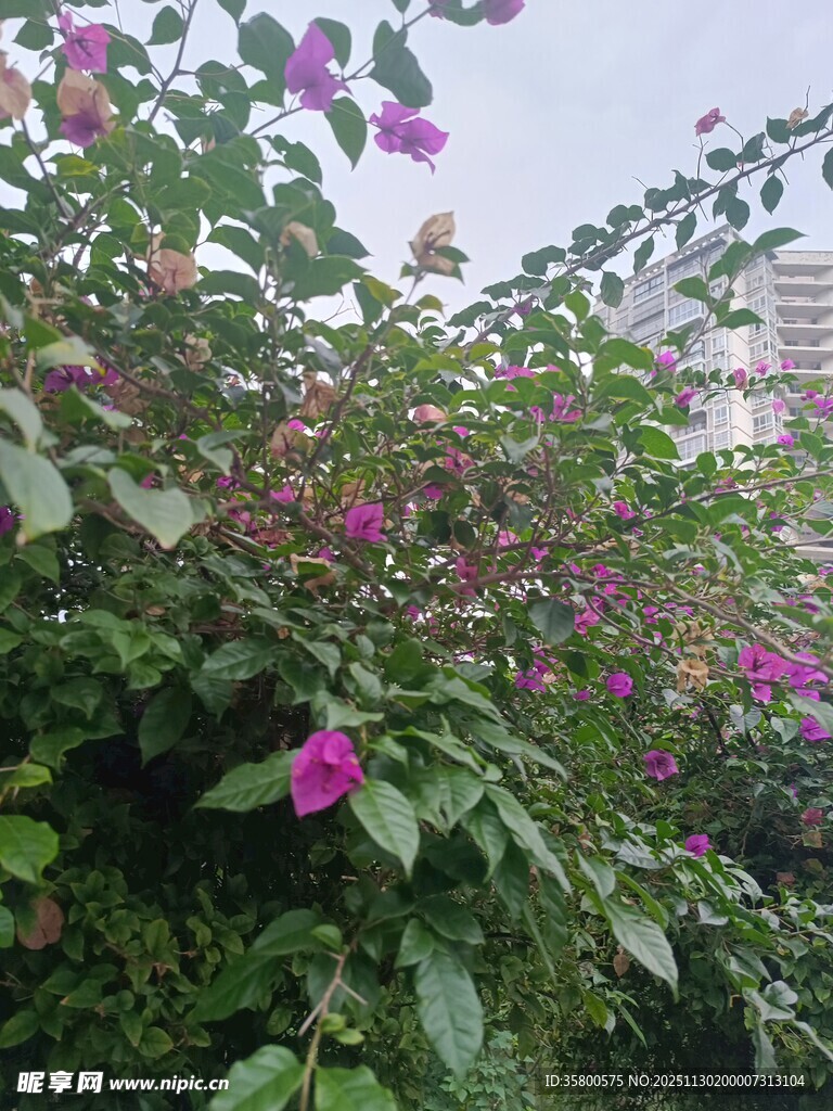 绽放的紫花与繁茂绿叶