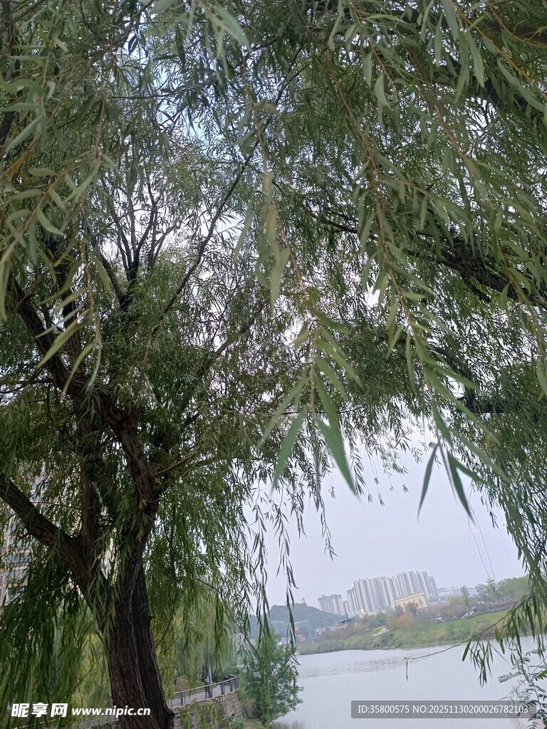 湖畔垂柳 