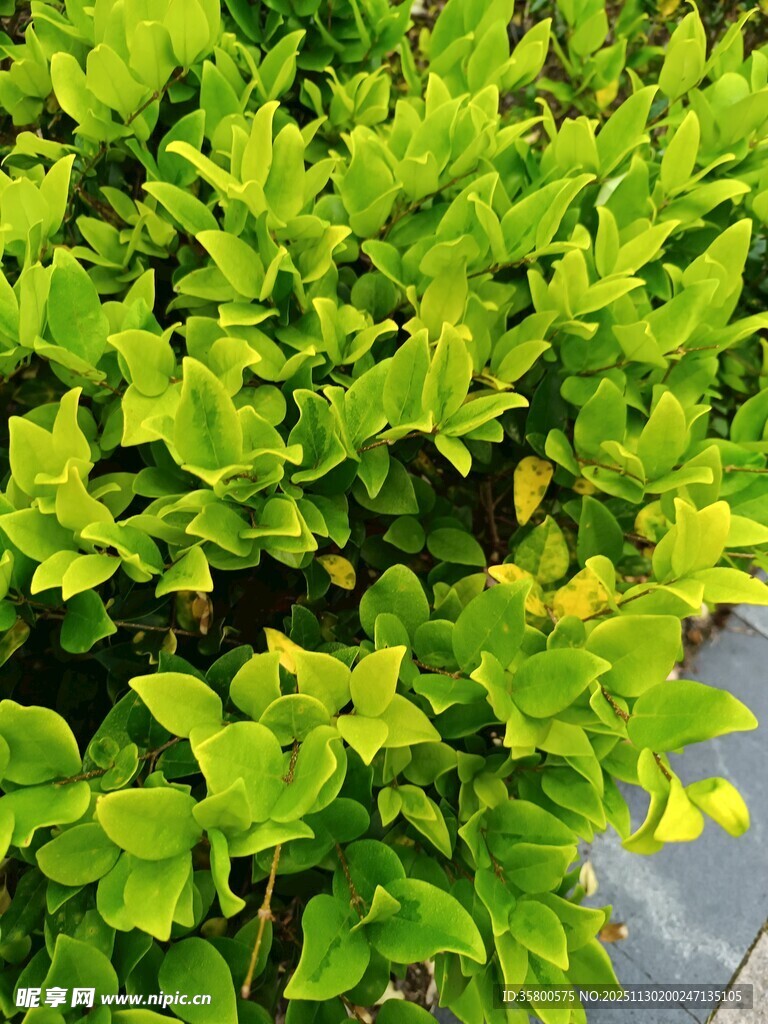 翠绿繁茂的植物叶片