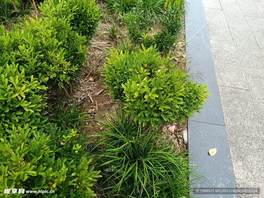 路边绿植景观