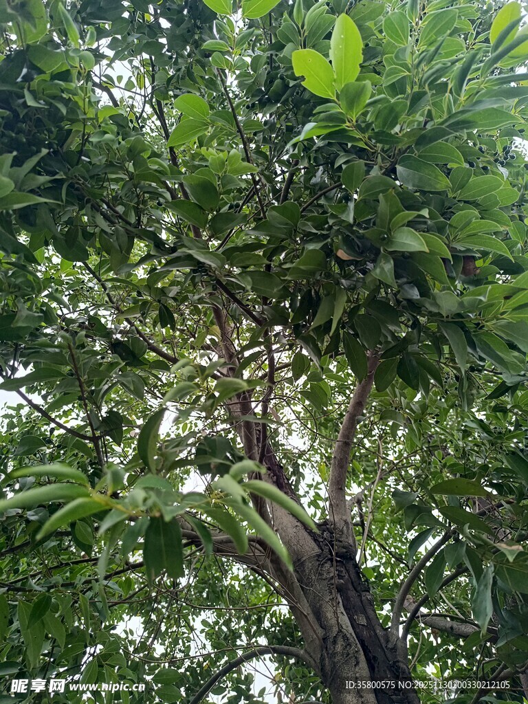 繁茂绿树的生机景象