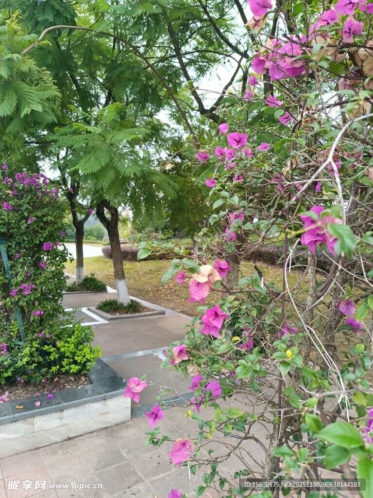 繁花点缀的静谧花园小径