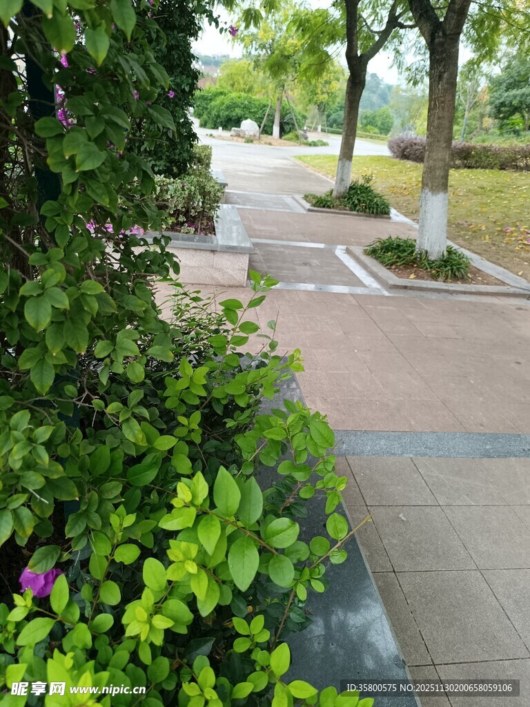 绿意盎然的林荫步道