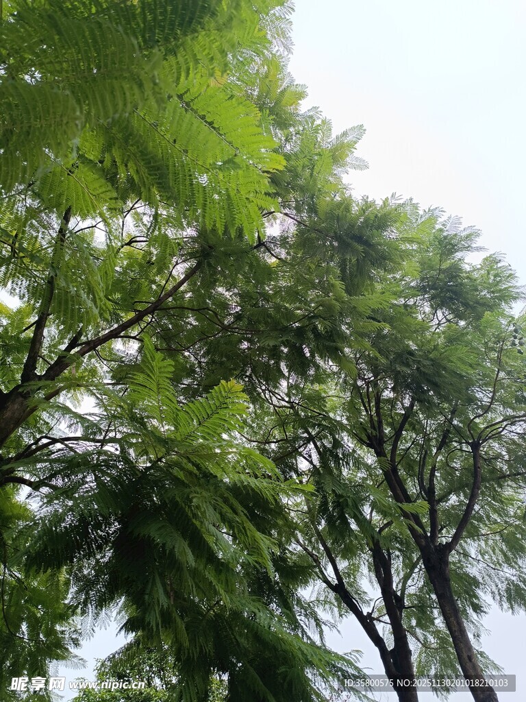 夏日繁茂绿树景观