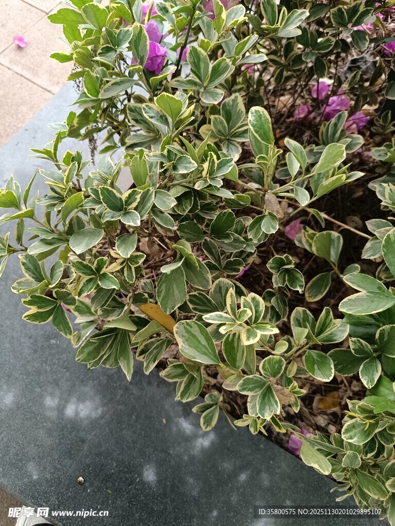 绿叶间的紫色小花