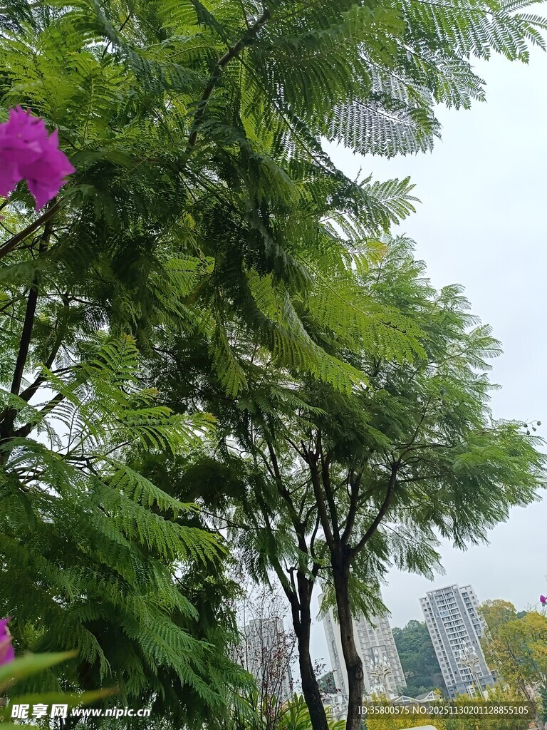 城市中葱郁的绿树景观