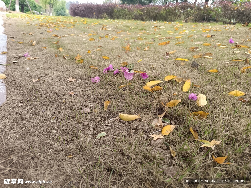 草地中的多彩花朵