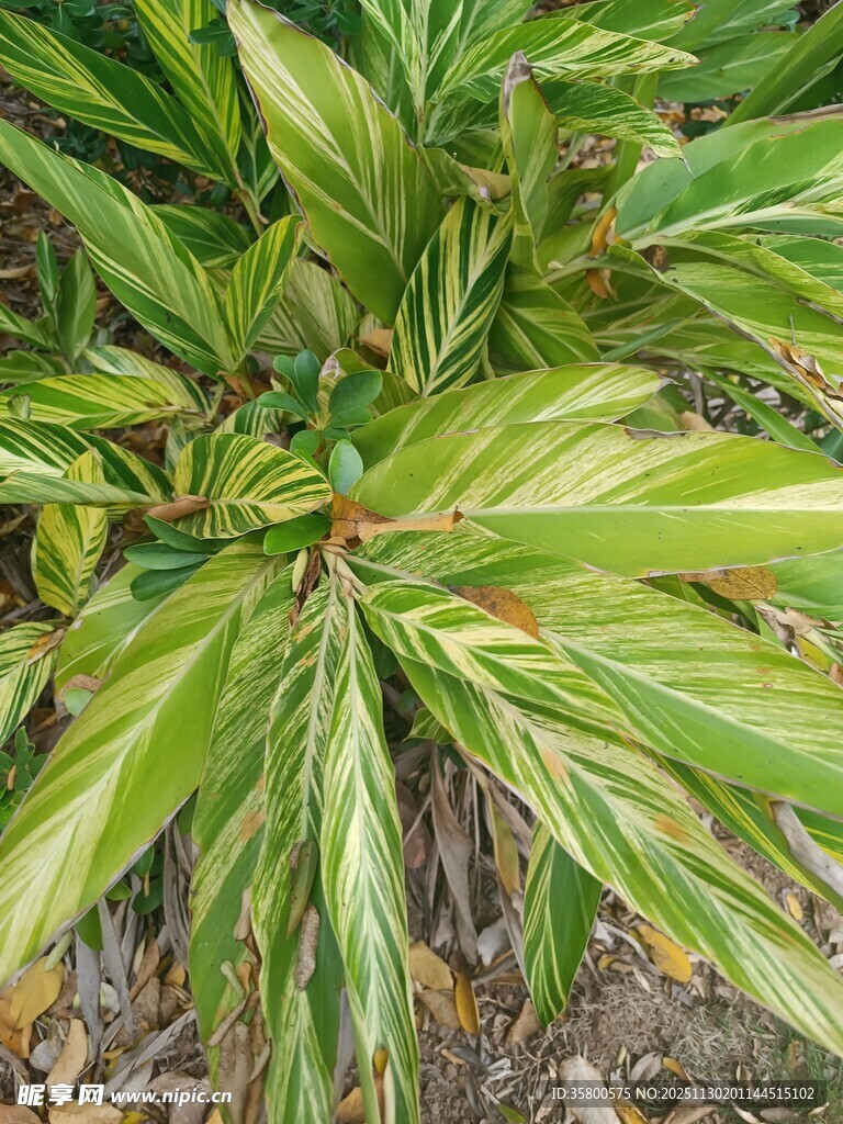 翠绿斑斓的植物叶片