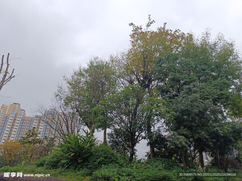 城市中的葱郁树木景观