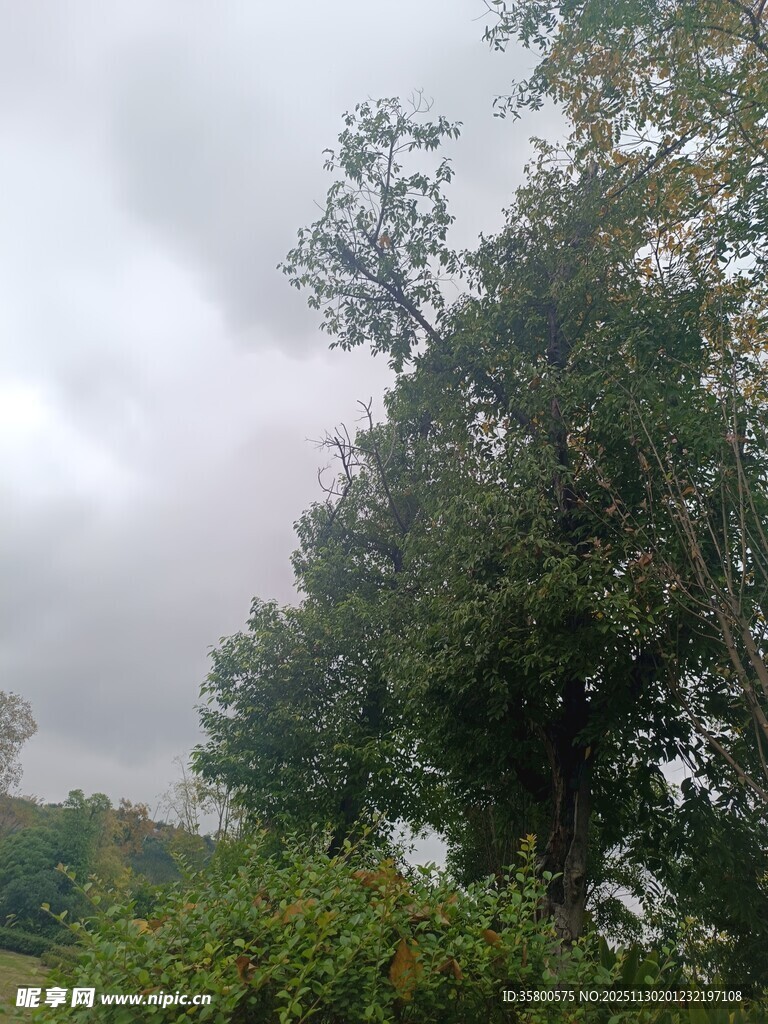 云雾缭绕中的葱郁树木