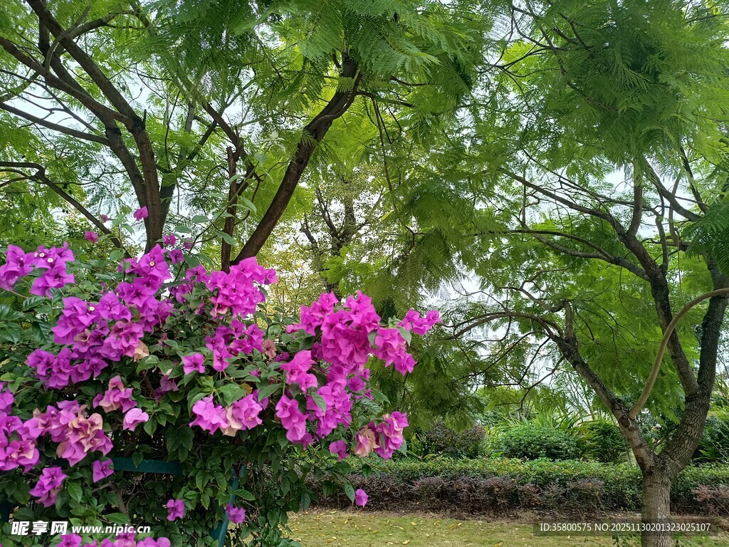 繁花绿树间的自然景致