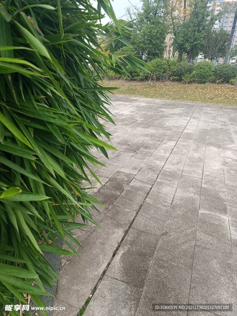 庭院绿植旁的水泥地面