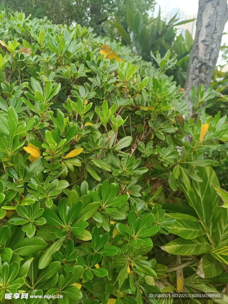 绿叶丛中的多彩小花