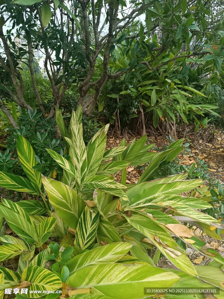 绿意盎然的户外植物景观