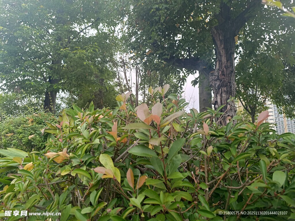 绿意盎然的繁茂植物景观