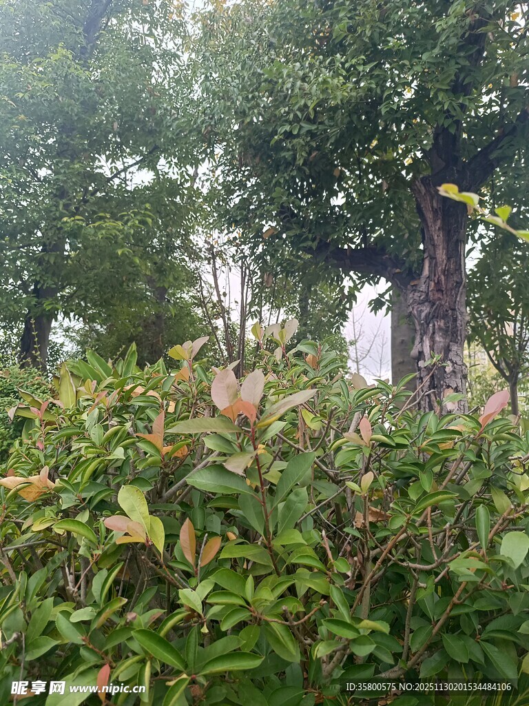 绿意盎然的繁茂植物景观