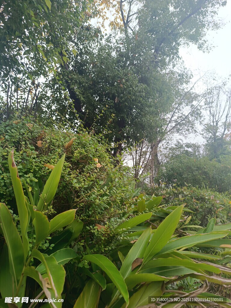 绿意盎然的自然植物景观