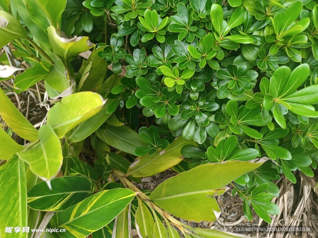 绿叶植物特写