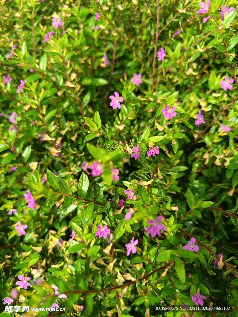 绿叶丛中的紫色小花