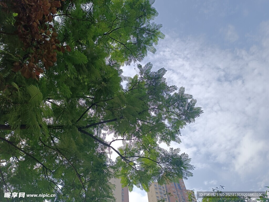 绿树蓝天间的清新景致