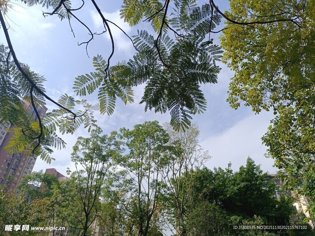 仰视葱郁树林美景