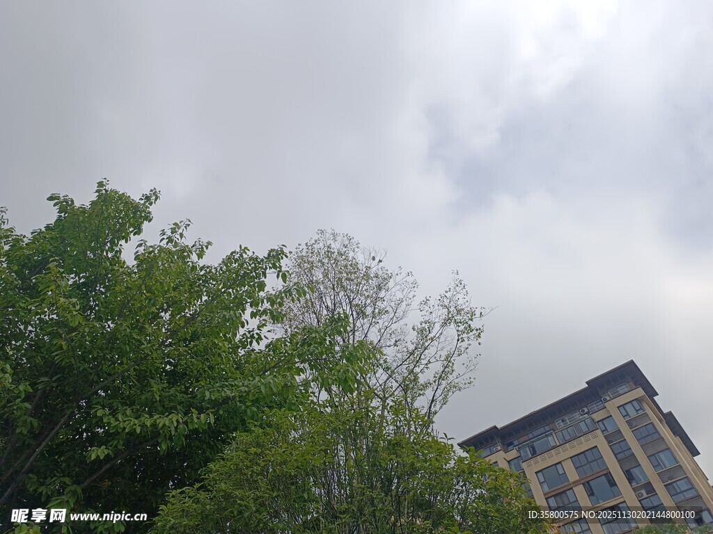 绿树旁的高楼与多云天空
