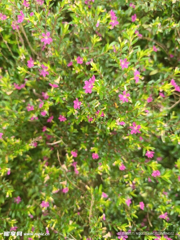 繁茂花丛中的粉色小花