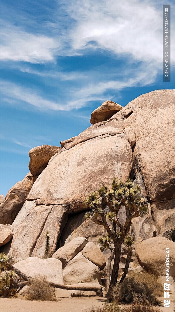 荒野中的嶙峋岩石与小树