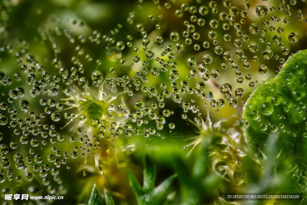 晶莹露珠点缀翠绿植物