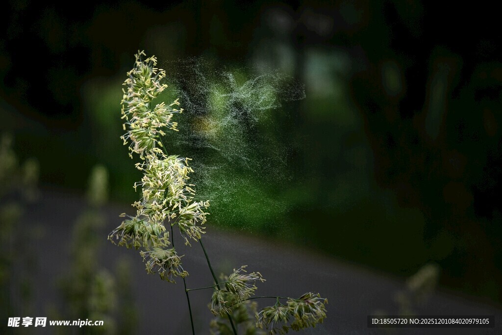 一枝绽放的清新小花