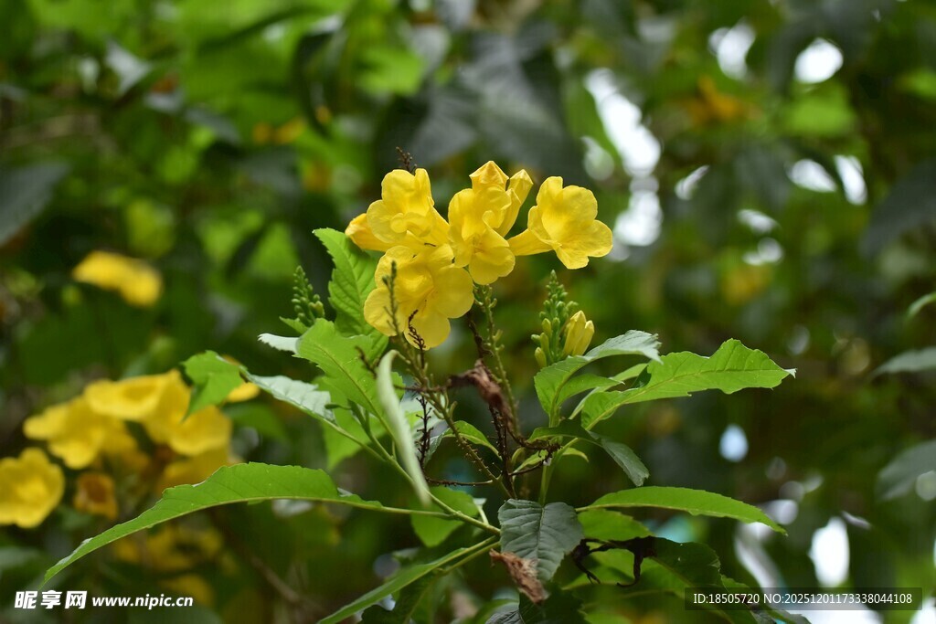 黄色小花绽放绿叶间
