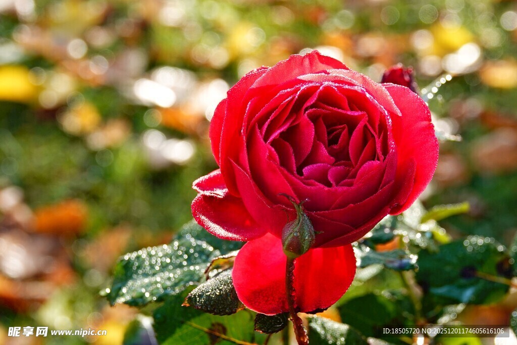 娇艳红玫瑰绽放于自然