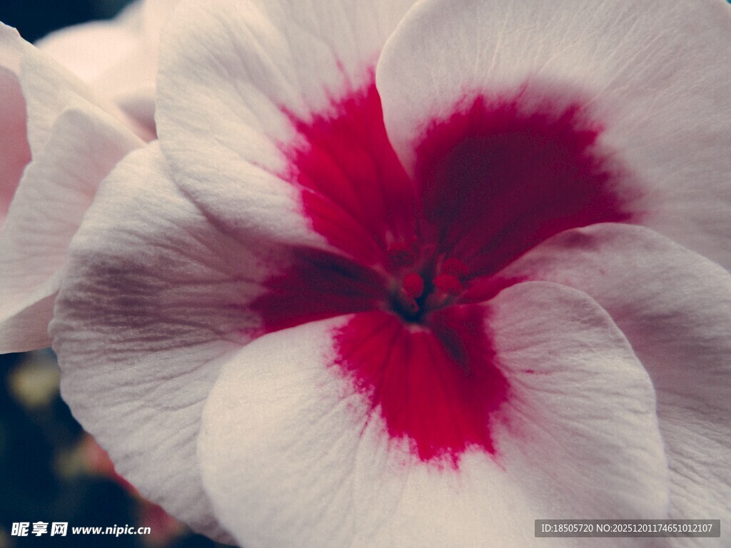 红白相间美丽天竺葵花朵